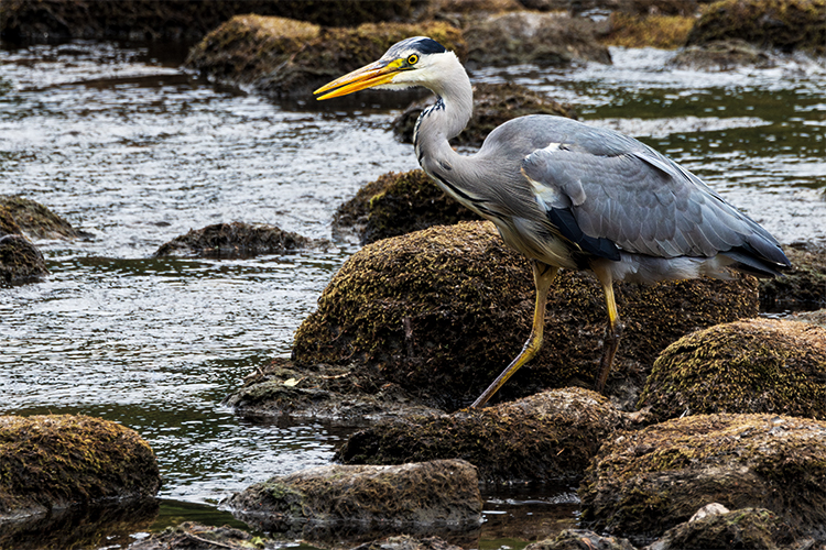  Grey Heron Highlands Scotland